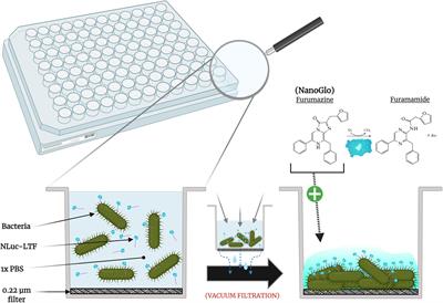 Evaluating Phage Tail Fiber Receptor-Binding Proteins Using a Luminescent Flow-Through 96-Well Plate Assay